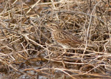 Savannah Sparrow (Beldings)
