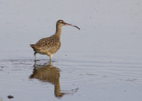 Whimbrel