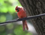 Northern Cardinal