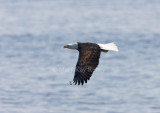 Bald Eagle 0I9I9503.jpg