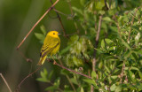 Yellow Warbler _11R7997.jpg