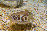 Cuttlefish