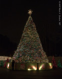 O Christmas Tree