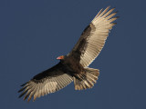 Turkey Vulture In Flight