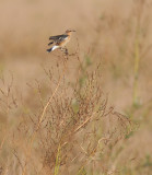 Tapuit / Northern Wheatear