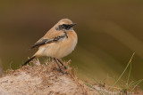 Woestijntapuit / Desert Wheatear