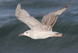 Pontische Meeuw / Caspian Gull