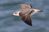 Studying Gulls