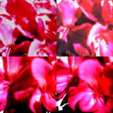 collage149.jpg