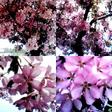 collage150.jpg