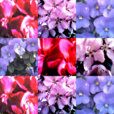 collage153.jpg