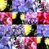 collage155.jpg