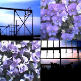collage162.jpg