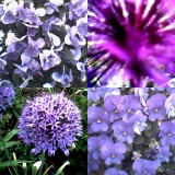 collage167.jpg