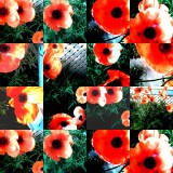 collage172.jpg