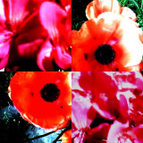 collage173.jpg