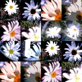 collage182.jpg