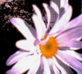 3104003.jpg