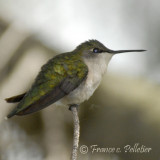 Colibri  gorge rubis_Femelle_DSC8412.jpg