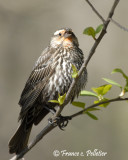 Carouge  paulettes Femelle_DSC4202.jpg