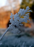 Frost