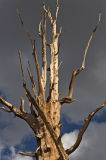 Bristlecone Pine 1