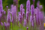 Flowers at Lake Park