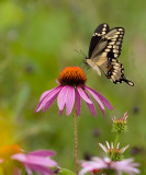 Black Swallowtail 7810