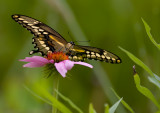 Yellow Swallowtail 7595