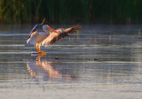 American White Pelican