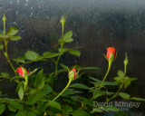 Nov 21: Rain & Roses