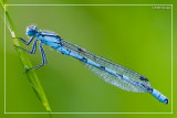 Damsel with Passenger