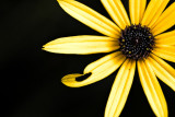 broken petal shots are sooo overdone