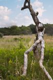Tree Herder