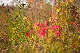 Beaver Valley