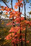 Rattlesnake Point