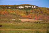 Old Baldy