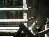 Grey cat