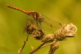 Common sympetrum (Sympetrum striolatum)