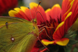 IMG_0201cropeditir.jpg