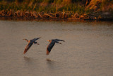 DSC_2584.jpg