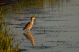 DSC_2931.jpg