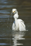 Snowy Egret Bathing