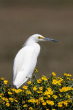 Snowy Egret in a patch of wildflowers