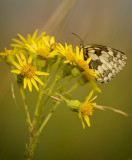 Marbled White