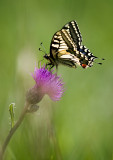 British Butterflies