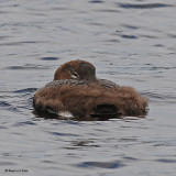 20080726- D300 223 Common Loon (Imm 6 wks, 42 days, old).jpg