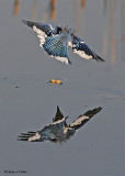20081108 096 Blue Jay SERIES.jpg