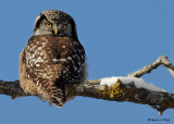 20081208 671 Northern Hawk Owl.jpg