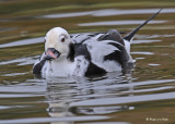 20091020 197 Long-tailed Duck (M).jpg